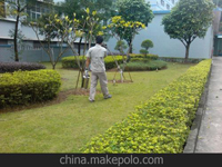 南寧第45屆體操世界錦標賽主賽場、訓練場病媒生物防制工作